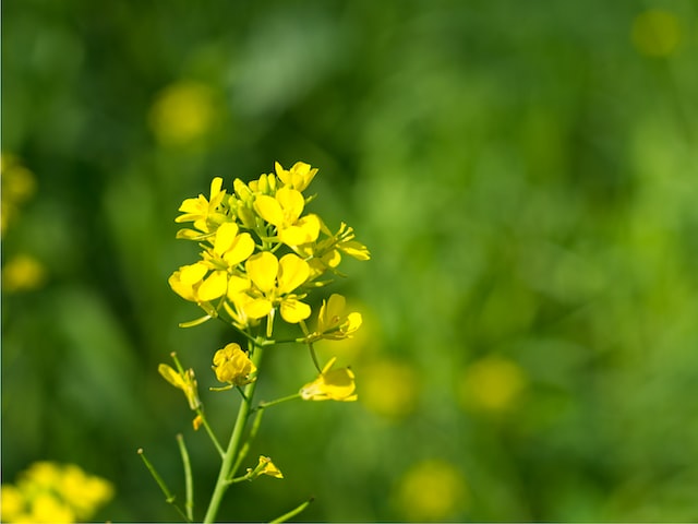 了解一下，芥蒂的意思到底是指什么？