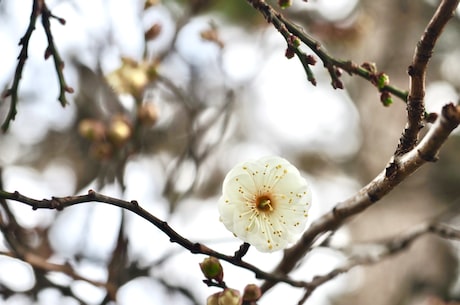 梅花伞股票 梅花伞的业务转型受挫