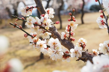 洼里乡居楼 光山县：正和菌菇采摘忙乡洼洼里开出“致富花”