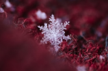 【雪花那个飘】原来雪花下起来就是这样