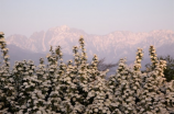 狗牙山(探秘狗牙山)